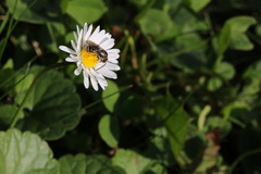 Lasioglossum marginatum