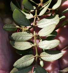 Euphorbia olowaluana