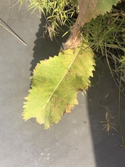 Parthenium integrifolium