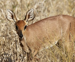 Raphicerus campestris steinhardti