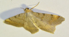 Macaria liturata