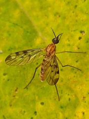 Sylvicola fenestralis
