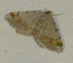 Macaria liturata