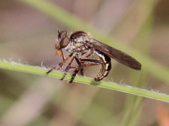Nicocles politus