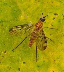 Sylvicola fenestralis