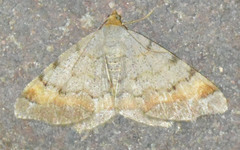 Macaria liturata