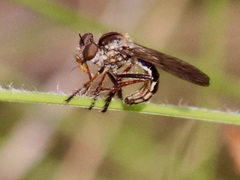 Nicocles politus