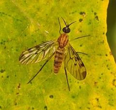 Sylvicola fenestralis