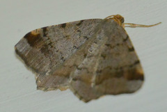 Macaria liturata