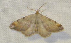 Macaria liturata