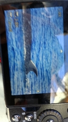 Balaenoptera physalus