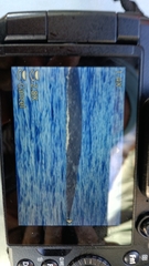 Balaenoptera physalus