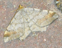 Macaria liturata