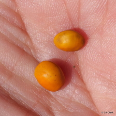 Sophora chrysophylla