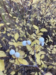 Symphoricarpos occidentalis