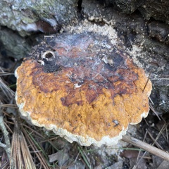 Fomitopsis pinicola