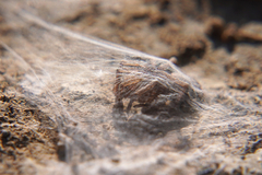 Clubionidae