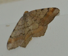 Macaria liturata