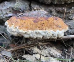 Fomitopsis pinicola
