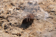 Clubionidae
