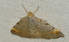 Macaria liturata