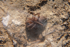 Clubionidae