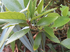 Melicytus chathamicus