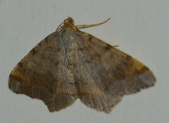 Macaria liturata