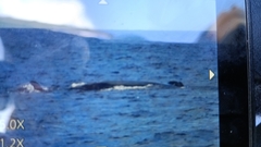 Balaenoptera borealis