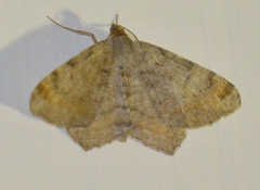 Macaria liturata