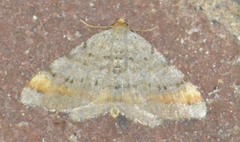 Macaria liturata
