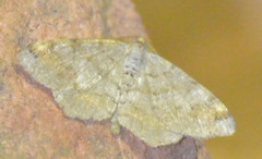 Macaria liturata