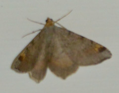 Macaria liturata