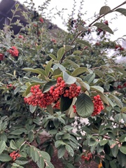 Cotoneaster coriaceus
