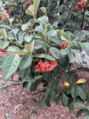 Cotoneaster coriaceus