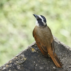 Pitangus sulphuratus