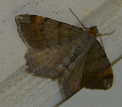 Macaria liturata
