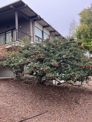 Cotoneaster coriaceus