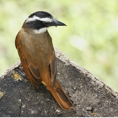 Pitangus sulphuratus