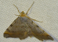 Macaria liturata