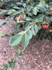 Cotoneaster coriaceus