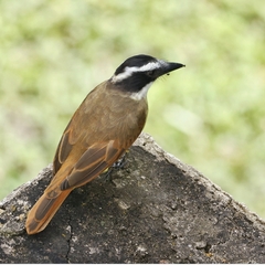 Pitangus sulphuratus