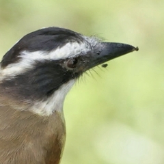 Pitangus sulphuratus