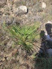 Chamaerops humilis