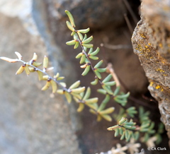 Pellaea ternifolia