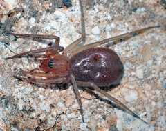Mesiotelus