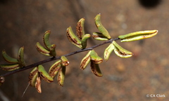 Pellaea ternifolia