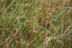 Carex echinata