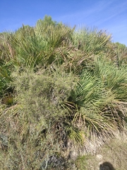 Chamaerops humilis