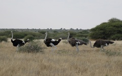 Struthio camelus australis